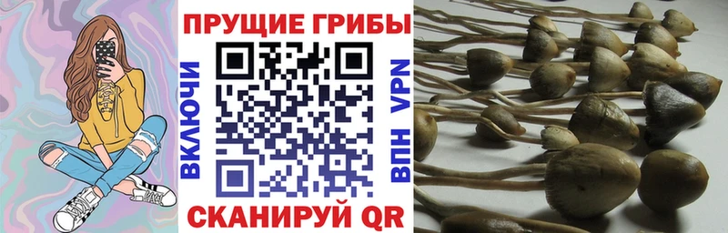 Купить закладки  Щигры  Галлюциногенные грибы Psilocybe 